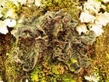 Leptogium cochleatum image