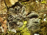 Leptogium cochleatum image