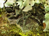 Leptogium cochleatum image