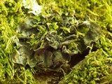 Leptogium cochleatum image