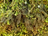 Collema nigrescens image