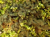 Collema nigrescens image