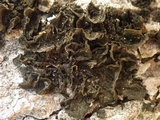 Collema furfuraceum image