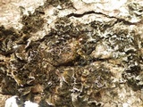 Collema furfuraceum image