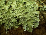 Parmotrema reticulatum image