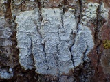 Phaeographis dendritica image
