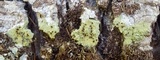 Pyrrhospora quernea image