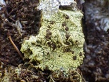 Pyrrhospora quernea image