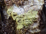 Pyrrhospora quernea image