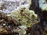 Pyrrhospora quernea image