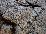 Pertusaria pertusa image