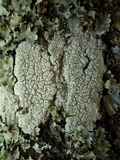 Varicellaria velata image