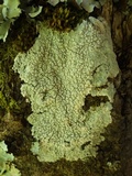 Varicellaria velata image