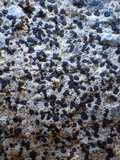 Porpidia macrocarpa f. macrocarpa image