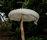 Leucocoprinus cretaceus image
