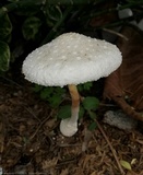Leucocoprinus cretaceus image