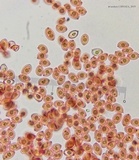 Leucocoprinus cretaceus image