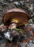 Suillus luteus image
