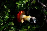 Hygrophorus speciosus image