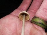 Conocybe apala image