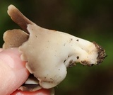 Helvella leucomelaena image