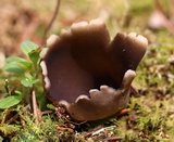 Helvella leucomelaena image