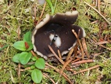 Helvella leucomelaena image