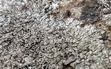Lobothallia alphoplaca image