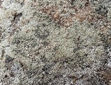 Lobothallia alphoplaca image