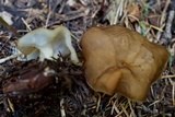 Discina ancilis image