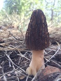 Morchella snyderi image