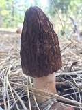 Morchella snyderi image