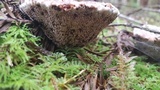 Hydnellum peckii image