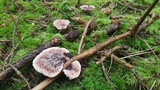 Hydnellum peckii image