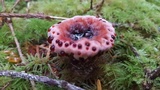 Hydnellum peckii image