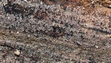 Orbilia leucostigma image