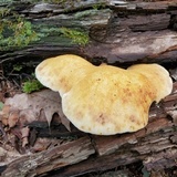 Piptoporus quercinus image