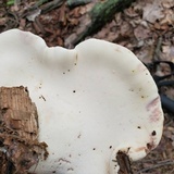 Piptoporus quercinus image