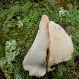 Piptoporus quercinus image