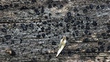 Patellaria atrata image