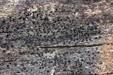 Patellaria atrata image
