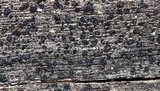 Patellaria atrata image