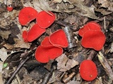 Sarcoscypha occidentalis image