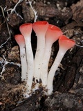 Sarcoscypha occidentalis image