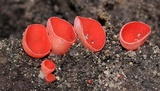 Sarcoscypha occidentalis image