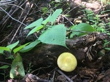 Volvariella bombycina var. flaviceps image