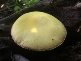 Volvariella bombycina var. flaviceps image
