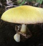 Volvariella bombycina var. flaviceps image