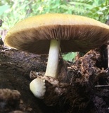 Volvariella bombycina var. flaviceps image