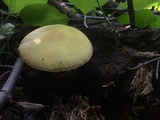 Volvariella bombycina var. flaviceps image